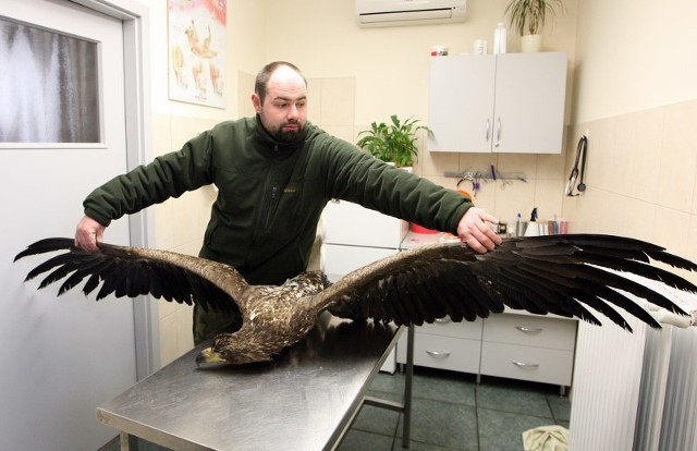 Ptak wraca do zdrowia w Ośrodku Rehabilitacji Dzikich Zwierząt w Wielgowie, gdzie opiekuje się nim Michał Kudawski.