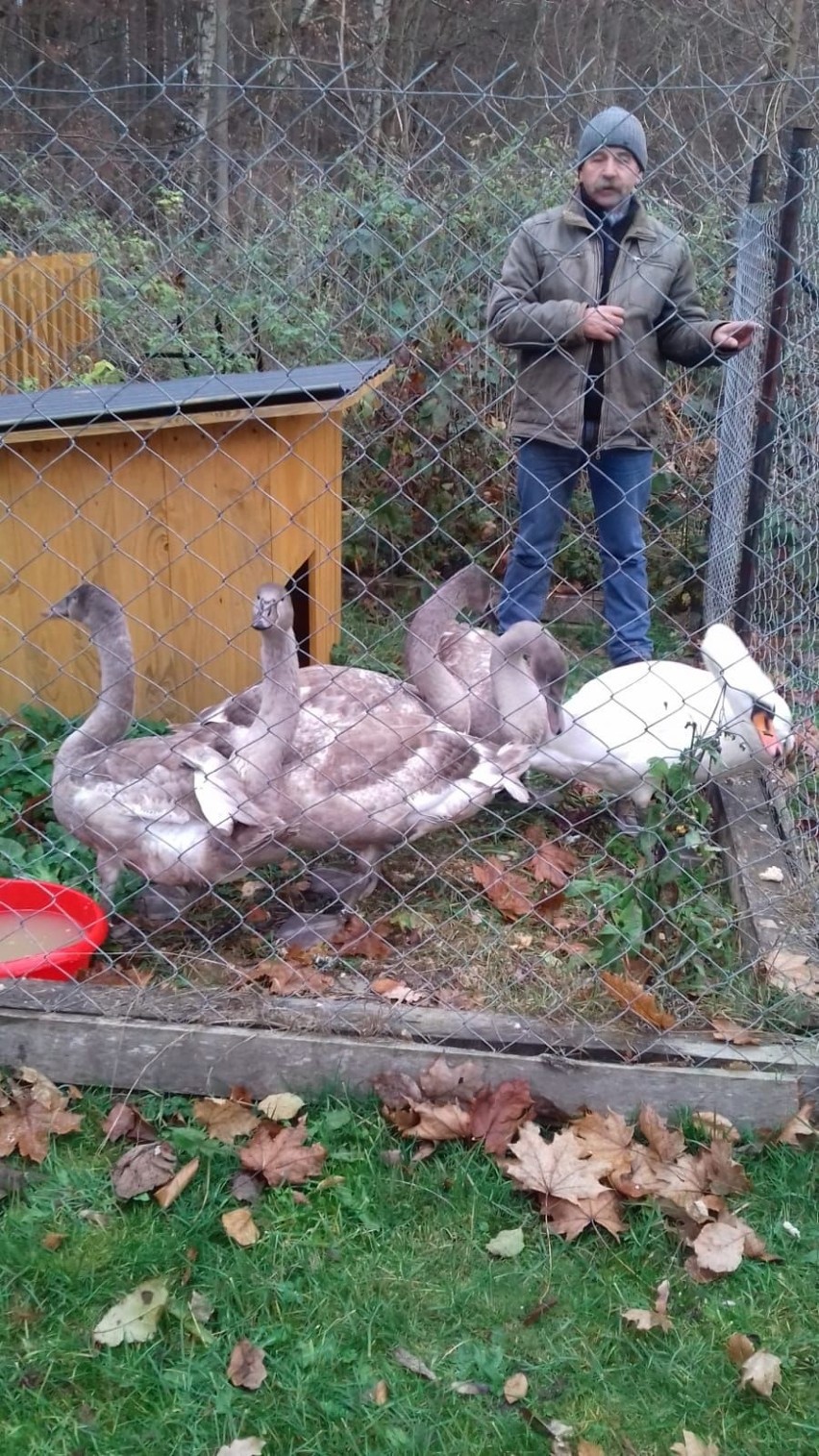 Łabędzie nie zamieszkają w Szczecinku. Los ich nie oszczędza [zdjęcia]