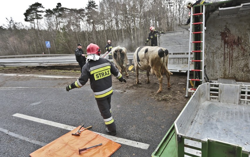 Wypadek ciężarówki ze zwierzętami na drodze S3 pod Zieloną...