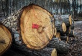 Jakie drewno jest najlepsze do ogrzewania? Czy drewno zamiast węgla wyjdzie taniej? Kluczowa jest kaloryczność