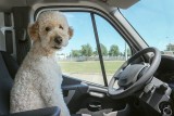 25 lipca to Dzień Bezpiecznego Kierowcy. Oto najśmieszniejsze memy o kierowcach i z kierowcami w roli głównej. Zobacz 