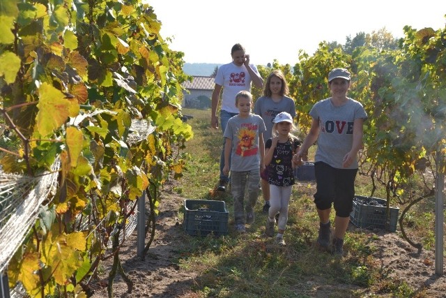 W winnicy „Bona Terra” w Krzyżówkach (gm. Lipno) zorganizowano dionizja. Nie brakowało chętnych, by poczuć smak prawdziwego winobrania. Zrywano dorodne grona, kosztowano wina i specjałów Mirosławy Wilk, która jak nikt inny zna się na kuchni ziemi dobrzyńskiej. Była też wystawa zabytkowych samochodów. Agnieszka Taraszkiewicz opowiadała, w jaki sposób powstaje wino i oprowadzała po zasobnej piwniczce. A potem bawiono się przy muzyce.Więcej o winnicy w sercu ziemi dobrzyńskiej w poniedziałkowym wydaniu „Gazety Pomorskiej”.Nasz Flesz - kiedy należy zmienić opony?