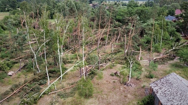 Połamane przez nawałnicę drzewa w gminie Wilków