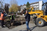 Na placu Pamięci Narodowej w Częstochowie posadzono rząd platanów klonolistnych. Będzie więcej zieleni niż początkowo zakładano