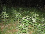 Policja zlikwidowała plantację marihuany nad Jeziorem Solińskim