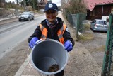 Na zakopiańskiej Jaszczurówce trwają żabie gody. Przyrodnicy z TPN pomagają płazom, by nie skończyły pod kołami aut