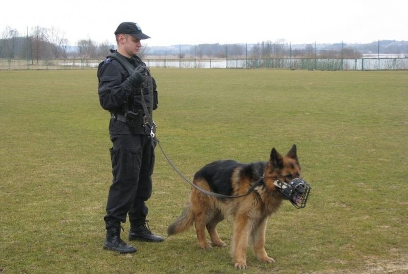 Policyjni przewodnicy psów służbowych ćwiczyli wczoraj...