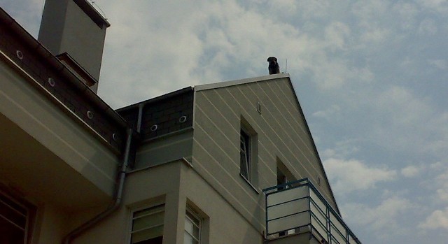 Pies na dachu budynku przy ulicy Swojskiej w Szczecinie spędził ponad 2 godziny.