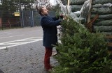 W czwartek w Toruniu "choinkobranie": 1700 drzewek trafi do potrzebujących