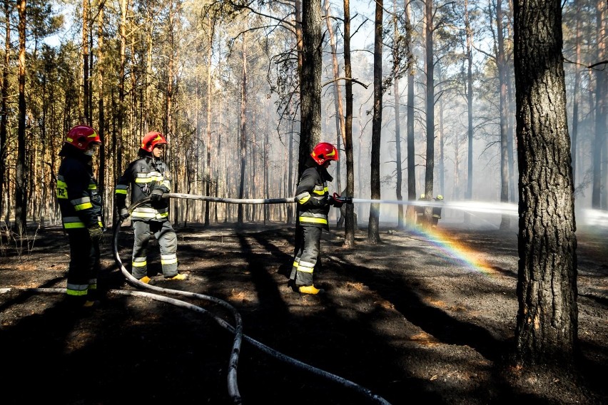 Pożar lasu na terenie Leśnictwa Dębinka pod Bydgoszczą. W akcji brał udział samolot