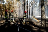 Pożar lasu na terenie Leśnictwa Dębinka pod Bydgoszczą. W akcji brał udział samolot