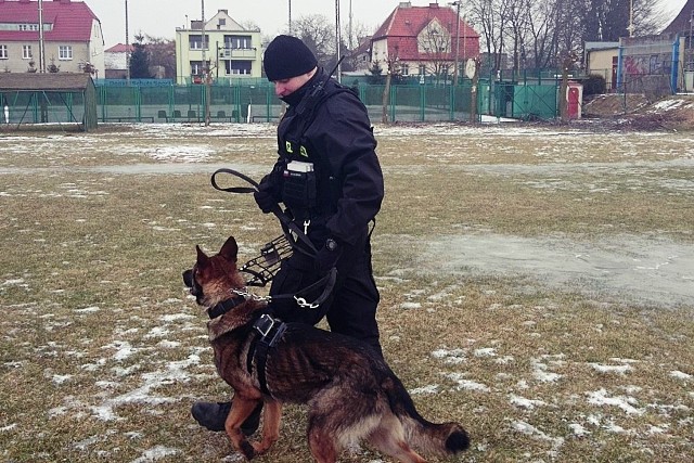 Psy budzą też naturalny respekt, przez co są doskonałymi partnerami podczas policyjnych patroli.