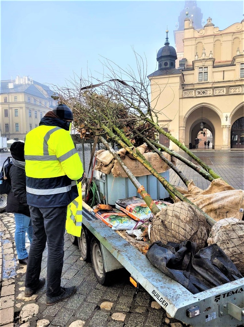 Sadzą lipę na Rynku Głównym w Krakowie. Kiedy będzie więcej drzew?