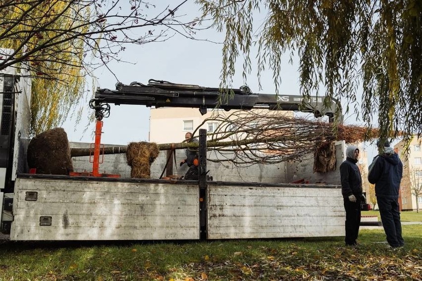 W Łęcznej posadzili 8,5-metrową lipę dla lepszego powietrza