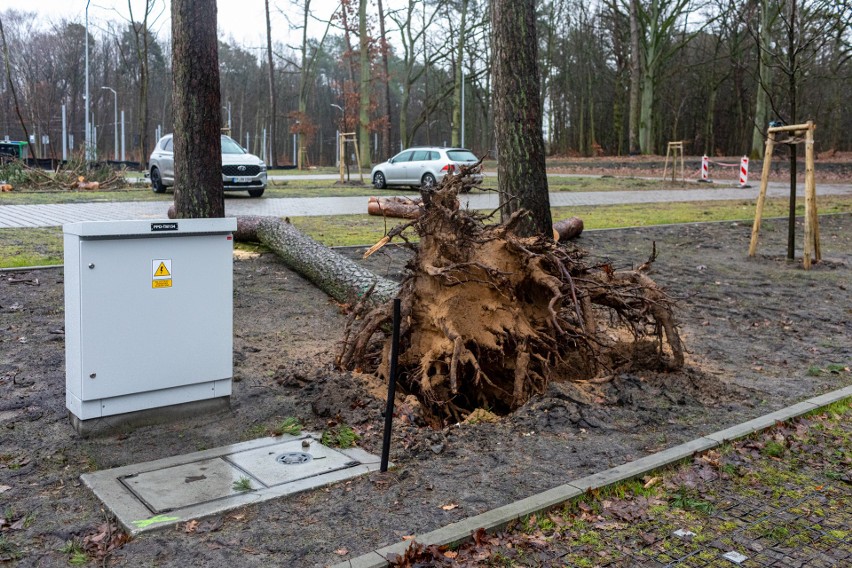 Drzewo runęło na parking przy węźle Głębokie. Co z pozostałymi? Można bezpiecznie parkować?