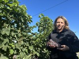 W sandomierskich winnicach rozpoczęło się winobranie. Zobacz zdjęcia zbiorów w Winnicy Nobilis w Faliszowicach