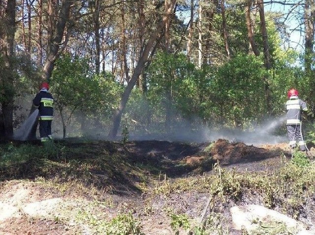 Strażacy cztery razy musieli gasić pożary lasów
