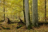 Nadleśnictwo Browsk aktywnie chroni puszczańskie siedliska i gatunki