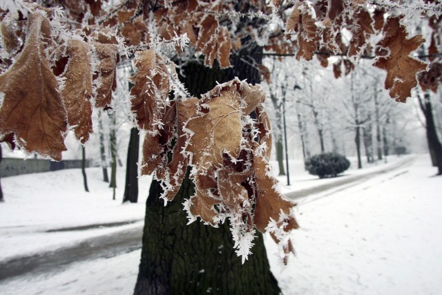 Zdjęcia tajemniczych znaków w łódzkim parku przy ul. Liściastej znajdują się na kolejnych zdjęciach...