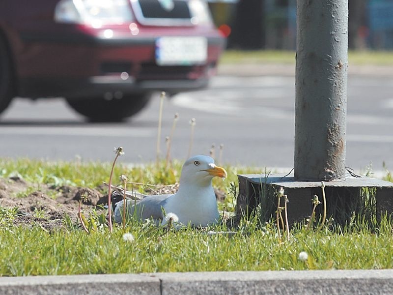 Ta mewa wysiaduje jaja przy ul. Wojska Polskiego w Słupsku....