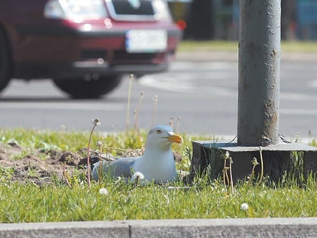 Ta mewa wysiaduje jaja przy ul. Wojska Polskiego w Słupsku. O jej przeprowadzkęzadba Towarzystwo Opieki nad Zwierzętami.