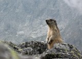 Tatry. W górach budzą się świstaki. Niedługo koniec sezonu narciarskiego 