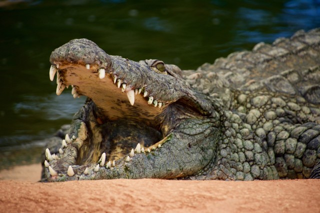 Z chińskiej farmy uciekło podczas powodzi ponad 70 krokodyli. Zdjęcie ilustracyjne