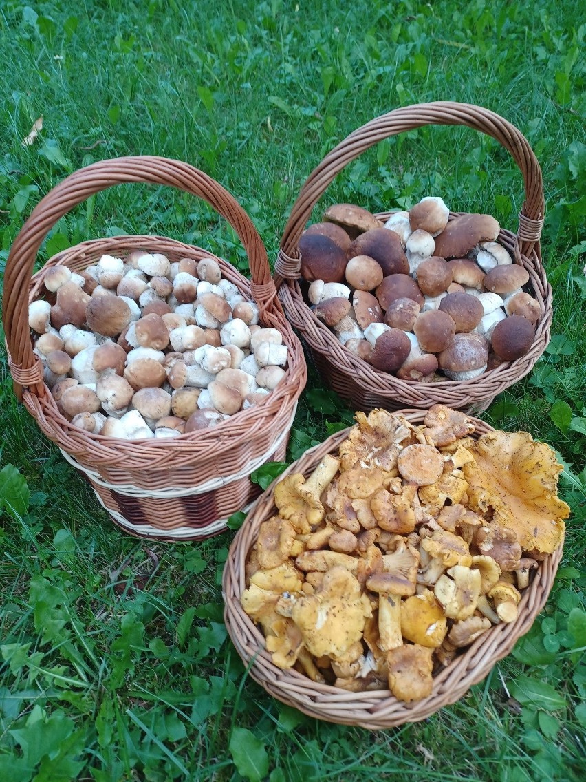 Kosze pełne grzybów! Wysyp prawdziwków w małopolskich lasach. Czytelnicy pokazują swoje zbiory