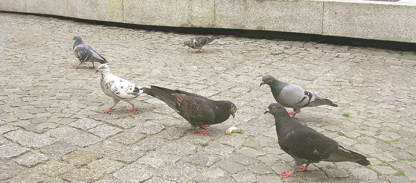 Gołębie spacerują po Rynku w poszukiwaniu pożywienia.