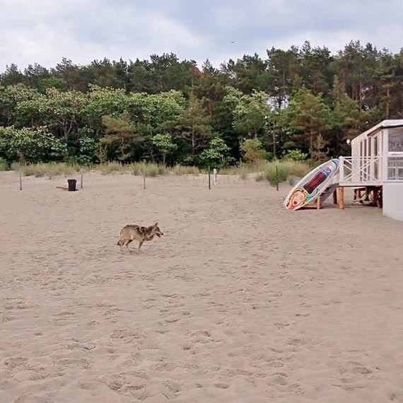 Wilk zaatakował w weekend kilka osób na plaży w...