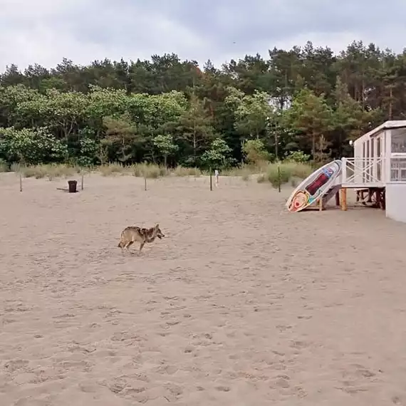 Wilk zaatakował w weekend kilka osób na plaży w Międzyzdrojach.