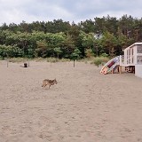 Wilk pogryzł mieszkankę Legnicy na plaży w Międzyzdrojach. Wciąż nie został złapany