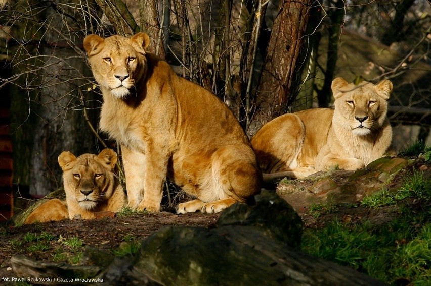 We wrocławskim zoo, zwierzęta zamiast chować się w...