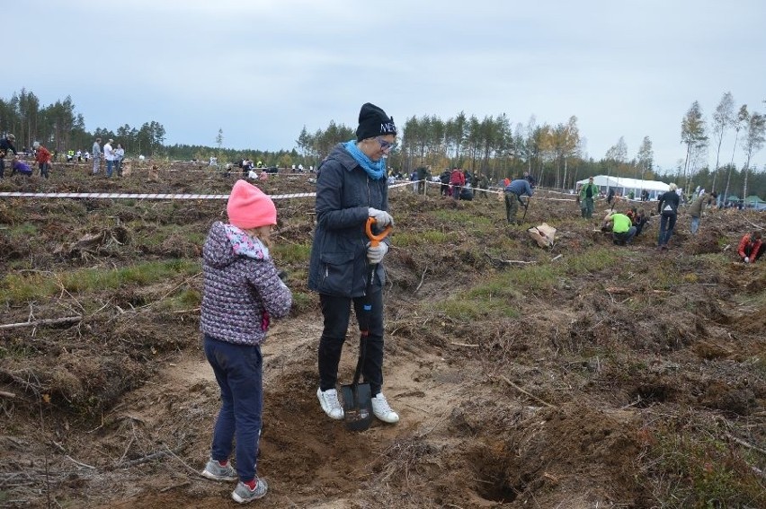 Leśnictwo Zdroje. Wielka akcja sadzenia lasu na terenach,...