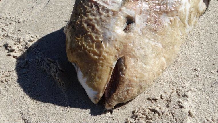 Na plaży w Łazach odnaleziono ciało samicy morświna.