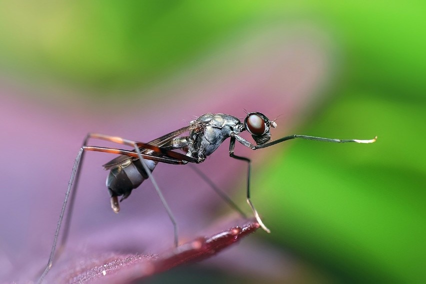Zdenerwowana mrówka używa żądła w obronie własnej podobnie...