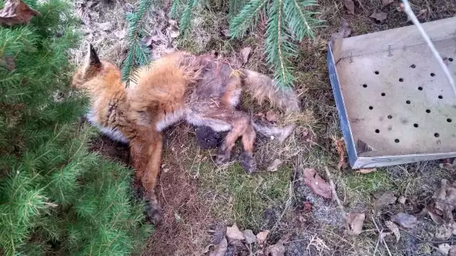 Tak wygląda lis, który padł na terenie ogrodu.
