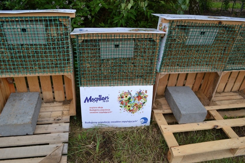 Domki dla pszczół murarek można wykonać samodzielnie.