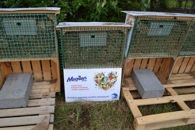 Domki dla pszczół murarek można wykonać samodzielnie.