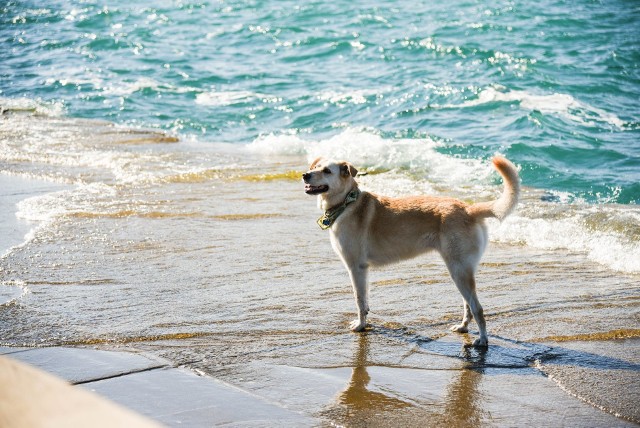 ŚWINOUJŚCIE- zejście od ulicy Uzdrowiskowej. To właśnie tam znajduje się odcinek plaży, na której śmiało można plażować ze swoim pupilem. Miejsce jest oznaczone specjalnymi tablicami w dwóch językach. Miasto wyposażyło przestrzeń w pojemniki na śmieci, co dla właścicieli psów jest dużym ułatwieniem kiedy czworonóg nie zdąży opuścić miejsca za potrzebą. Liczy się, że plaża ma ponad 1000 m2 i można z niej podziwiać słynny wiatrak. 