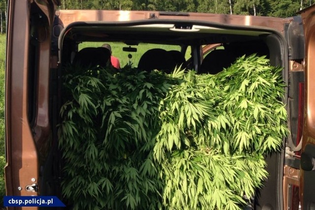 Ze zlikwidowanych przez funkcjonariuszy plantacji można by było uzyskać nie mniej niż 184 kg marihuany.