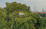 Ucieczka pelikana z opolskiego ZOO. Ptak poczuł zew wolności i odnalazł się we Wrocławiu. Nie będzie próby schwytania zwierzęcia