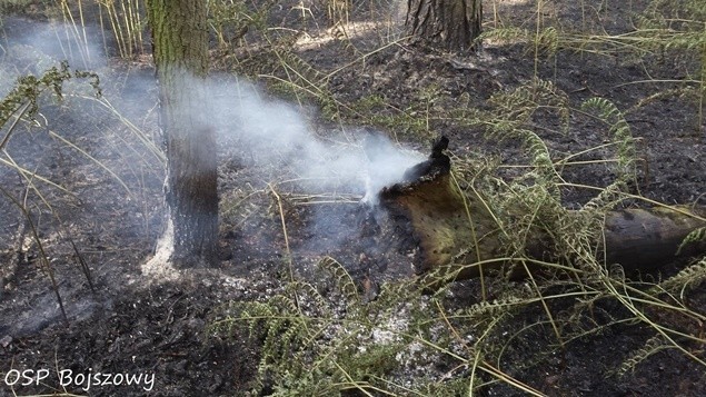 Pożar lasu w Tychach. Strażakom w akcji pomagały samoloty...