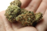 Na co pomaga medyczna marihuana? "To alternatywa dla leków opioidowych"