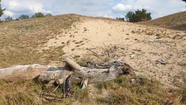 Wydmy śródlądowe w Bojadłach to wielka piaskownica, w której roślinom trudno przetrwać