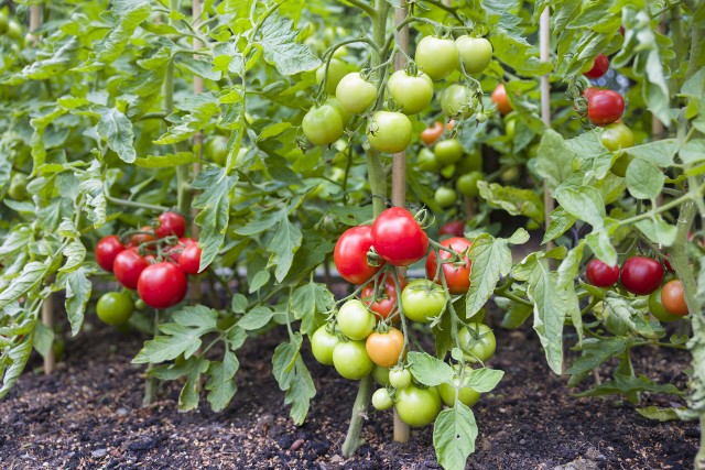 Pomidory można z powodzeniem uprawiać w ogrodzie, zarówno w gruncie, jak i pod osłonami. Warto jednak pamiętać o kilku zabiegach pielęgnacyjnych, które sprawią, że rośliny będą zdrowe i dostarczą smacznych owoców (botanicznie pomidory są właśnie owocami).