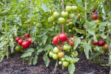 Pomidory w gruncie i pod osłonami. Poznaj ważne zabiegi pielęgnacyjne! Czy trzeba usuwać liście? Co to jest ogławianie, zapylanie pomidorów?