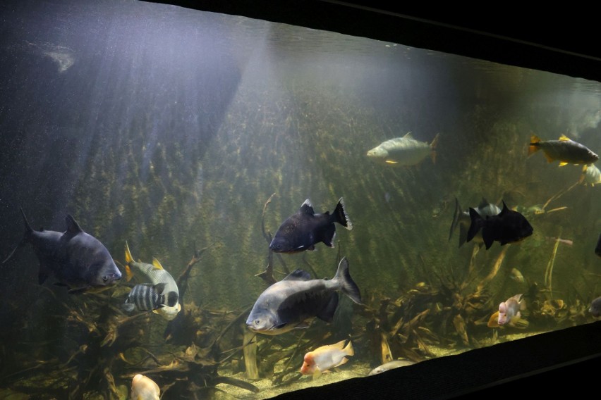 Oceanika w Kompleksie Świętokrzyska Polana zachwyca! To ponad 500 gatunków zwierząt. Zobacz film i zdjęcia