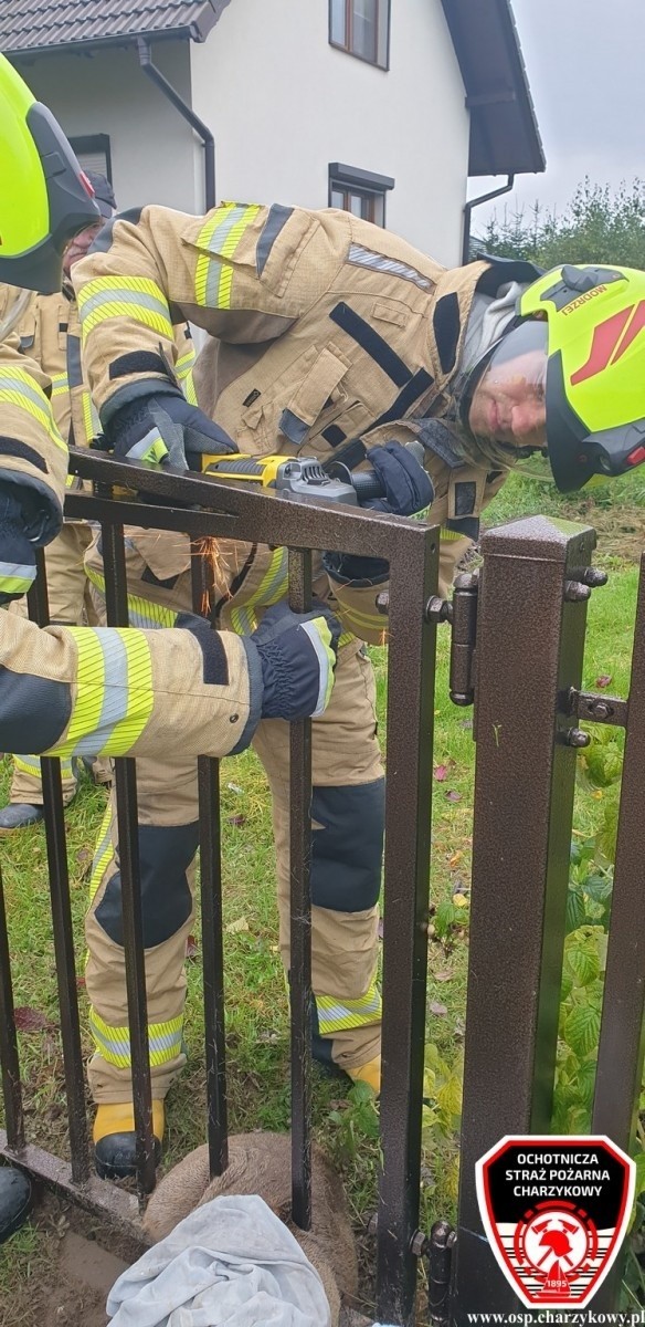 Strażacy ochotnicy uratowali sarnę, która utknęła w...