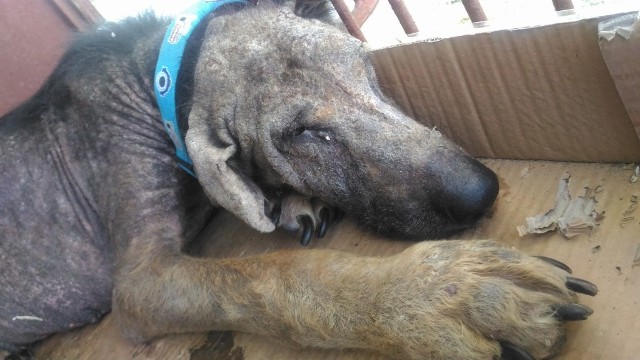 Wystarczyło kilka dni, by uzbierać kwotę ponad 7 tysięcy złotych na leczenie psa Rambo, który trzymany był w upale na łańcuchu dla krów w gminie Kłecko.